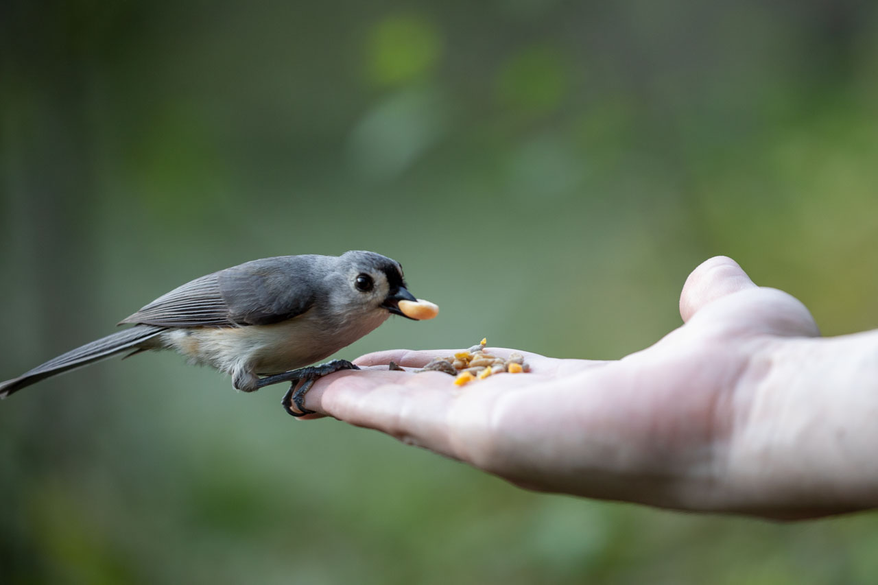 The titmouse has selected a peanut twice as big as their beak, and is crouched for takeoff.