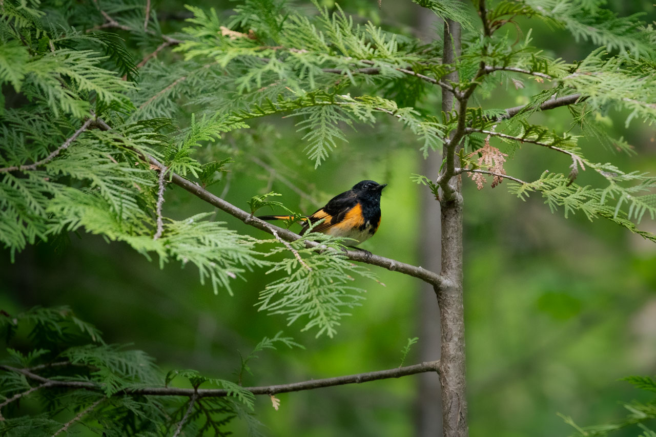 A male American Redstart sits on a thin branch in a young Cedar tree. Male American Redstarts have black heads and beaks, with the black covering to the tops of their wings and the tops of their bellies, transitioning into a lovely pale orange stripe on their wings and section of their tummy, with cream coloring at the bottom of their tummy around their feet. This Redstart jumped from thin branch to thin branch, examining my camera.