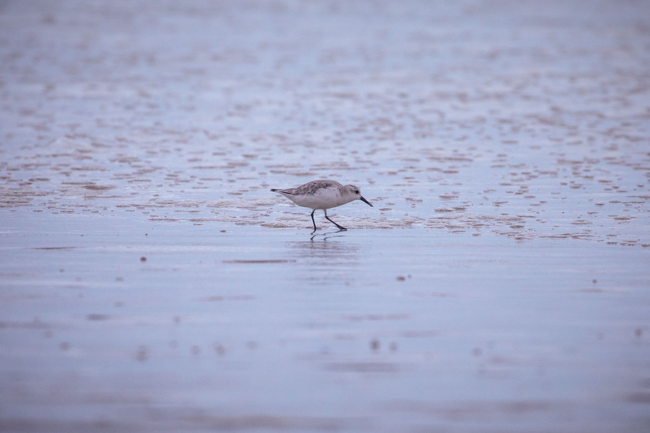 a sanderling walking in sand just as a wave is rolling out, the sand covered in tiny bubbles. The purple-blue sunset sky is reflected in both the wet sand and the outgoing water.