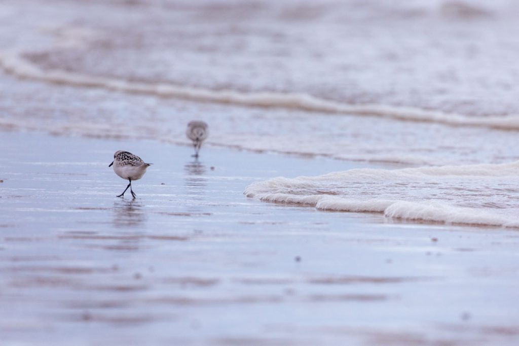 a sanderling with their back to the camera shifts away from a tiny approaching wave, the edge of the ripple bubbling across the sand