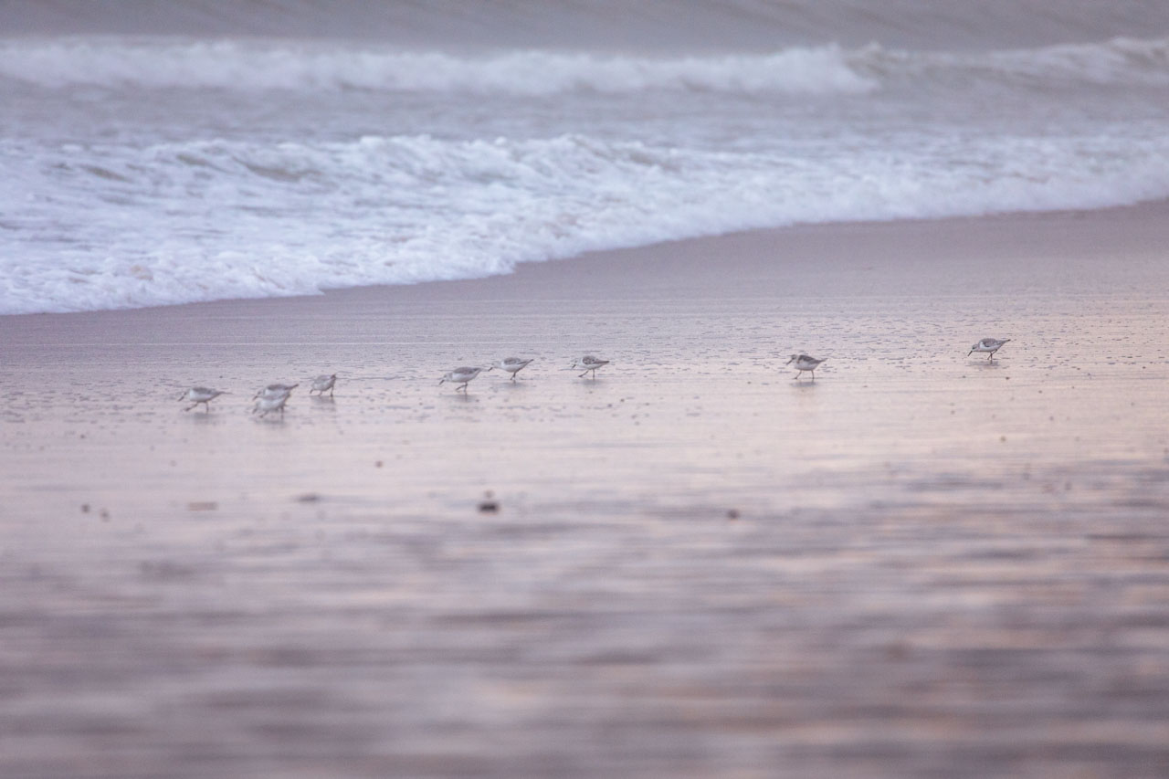 a group of Sanderlings seem to fade into the pink and purple sand that reflects sunset light. an ocean wave rolls out behind them.