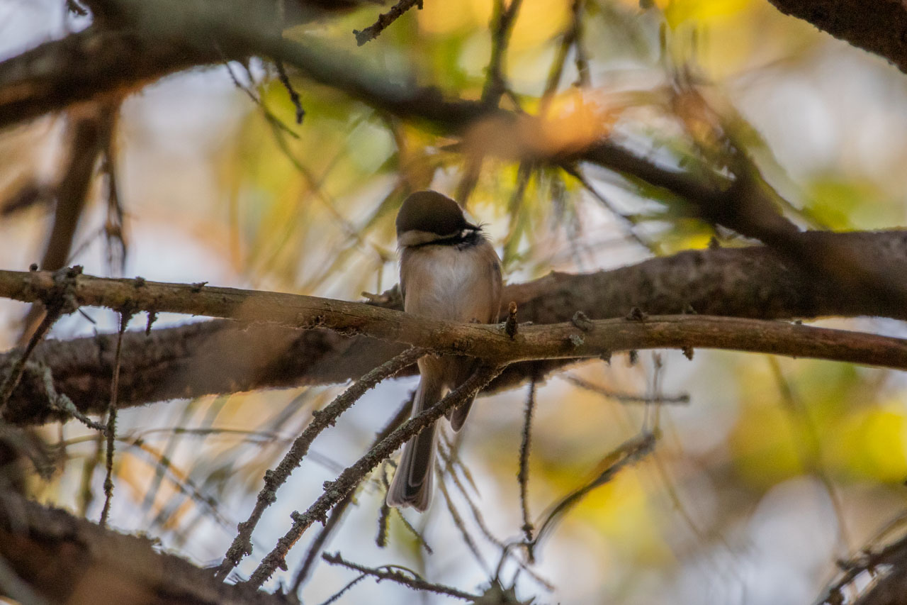 in this second photo, the Chickadee is preening a single little grey feather on their chest.