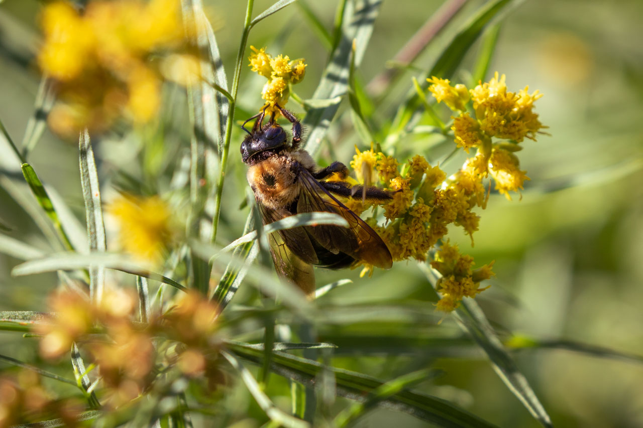 the carpenter bee has swung upside down to get a better grasp on her goldenrod blossom