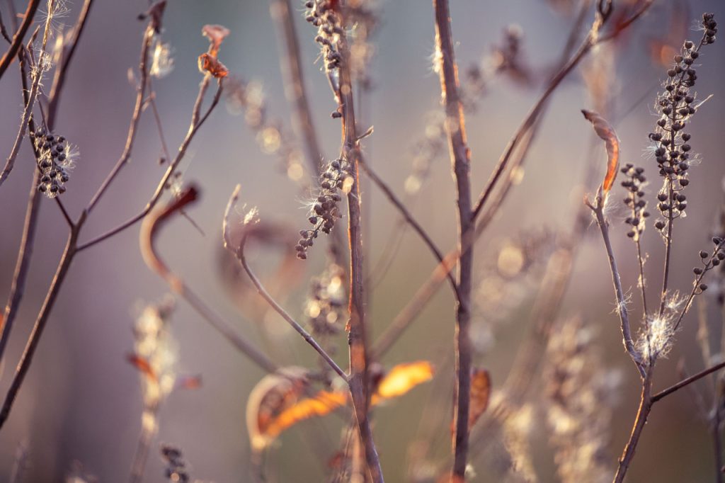 out-of-focus image of sweet pepperbush going to seed, the sunset shining through white fluffs of seeds that have been trapped between branches