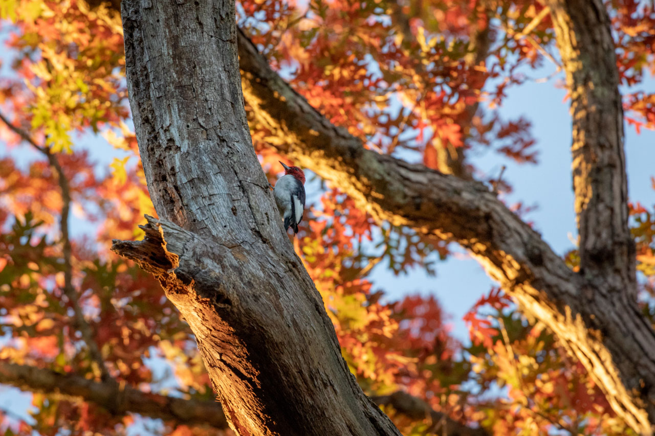 a red-headed woodpecker on a dead tree snag at sunset. the sunset casts gold light on the left side of the snag, and on the undersides of the orange and red leaves above the woodpecker. the woodpecker has a white body, black and white wings, and a bold red head, with a thick grey beak.