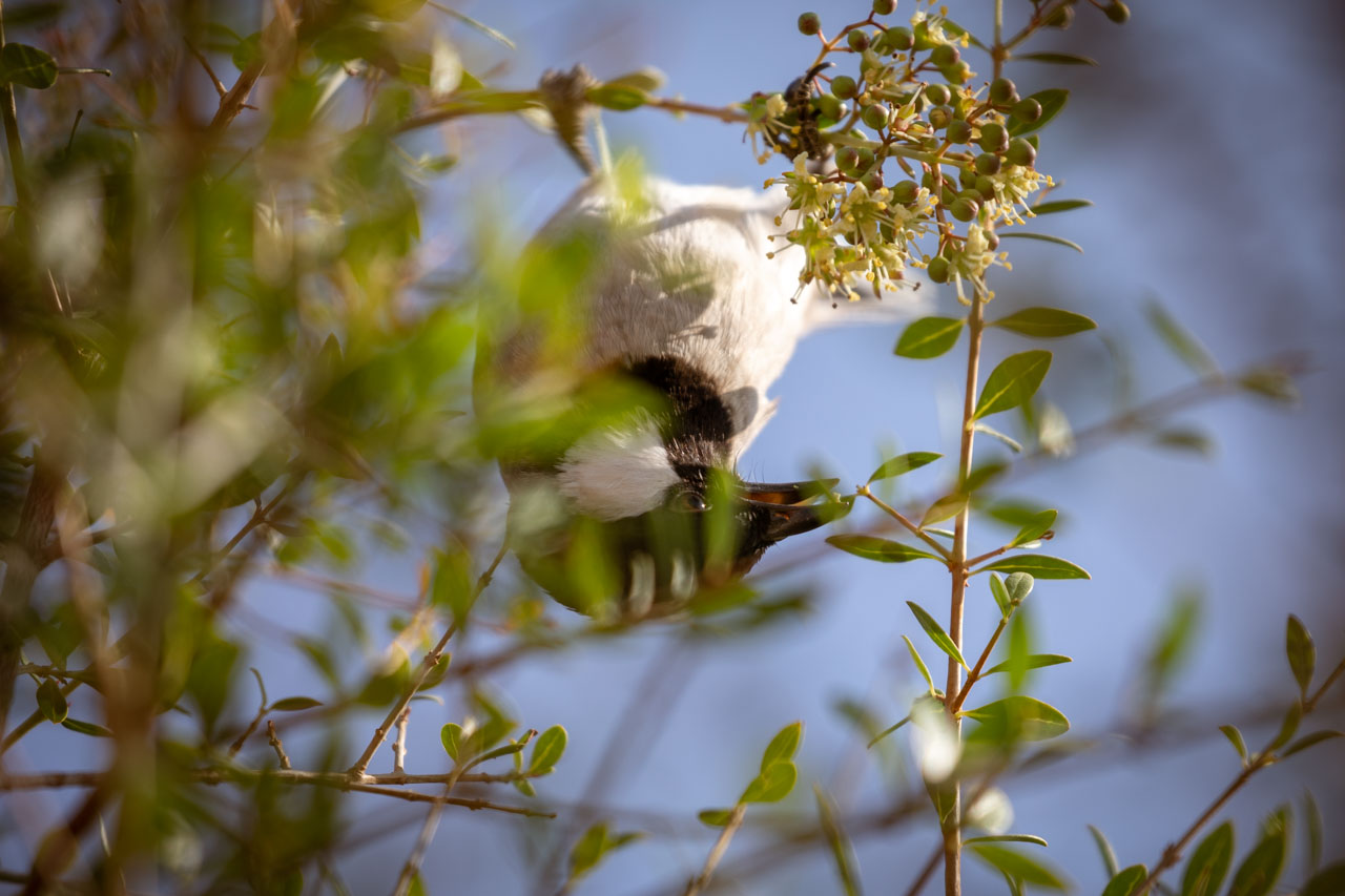 a pale gray bird with a black head and white cheeks hangs upside down off a thin branch amongst small leaves, popping a tiny green berry into their mouth