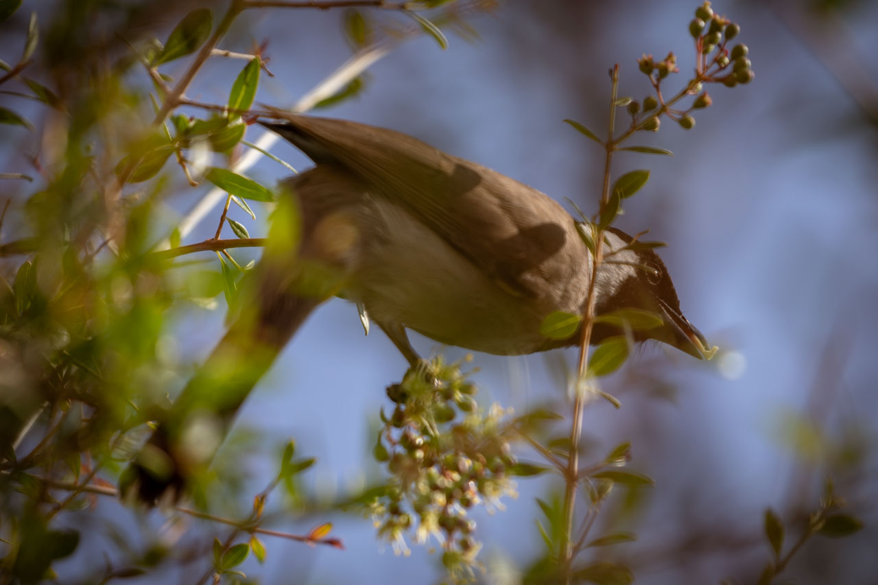 the same bird has clambered upright, with another tiny berry in their beak