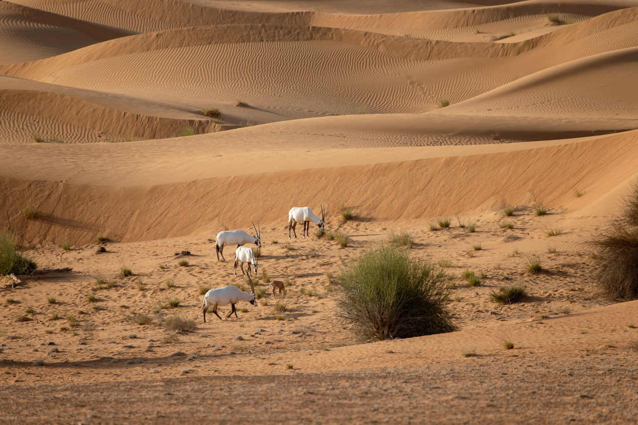 four adult arabian oryx and one baby graze on shrubs at the base of sweeping dues.