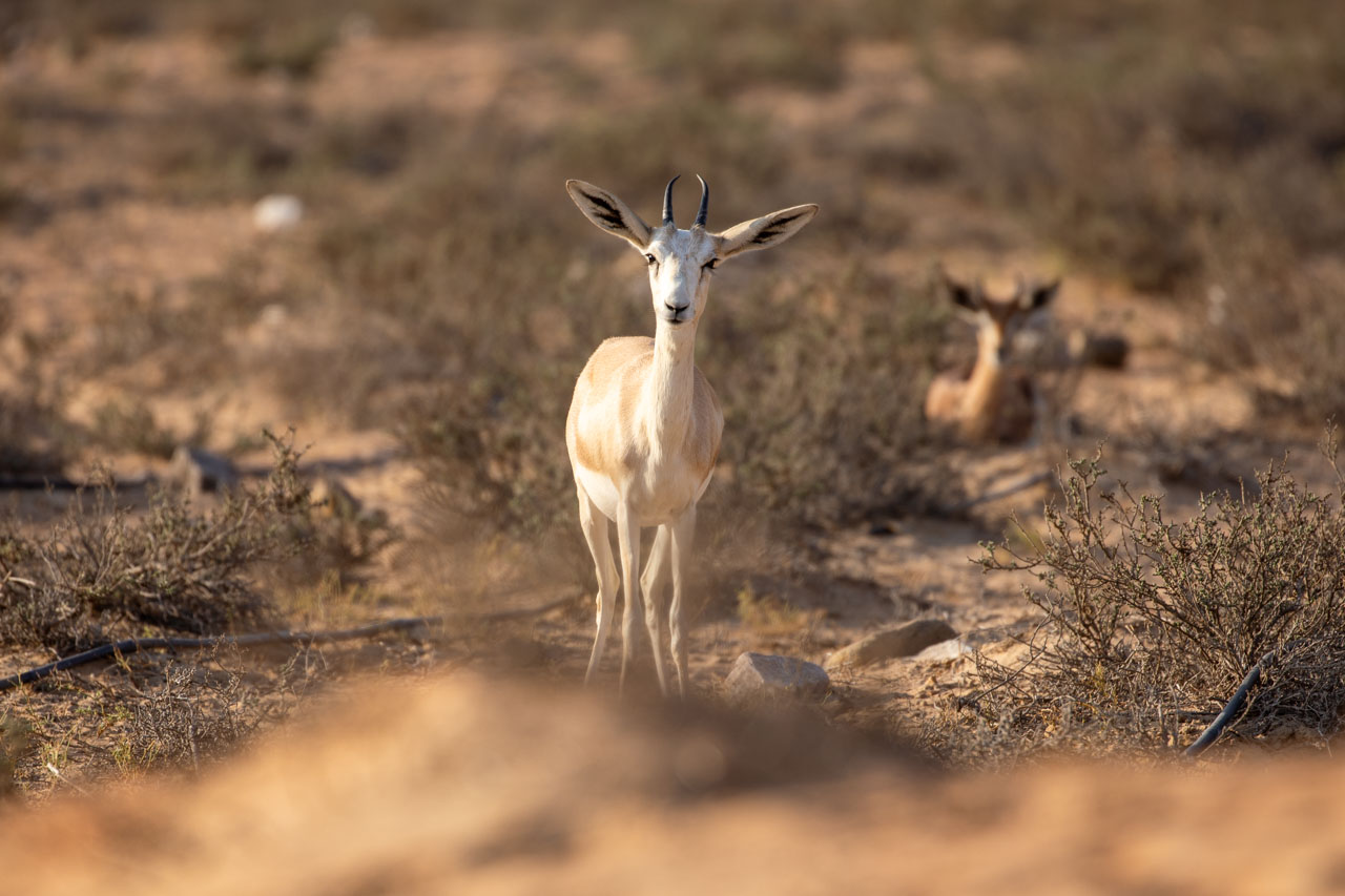 a small white arabian sand gazelle looks straight at the camera, squinting one eye and looking confused