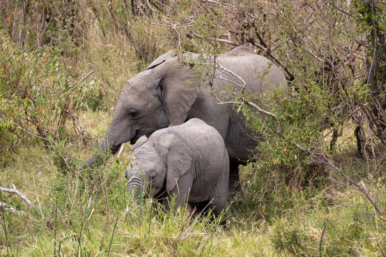 a baby elephant and their mother emerge from a dense stand of bush, gathering grass with their trunks.