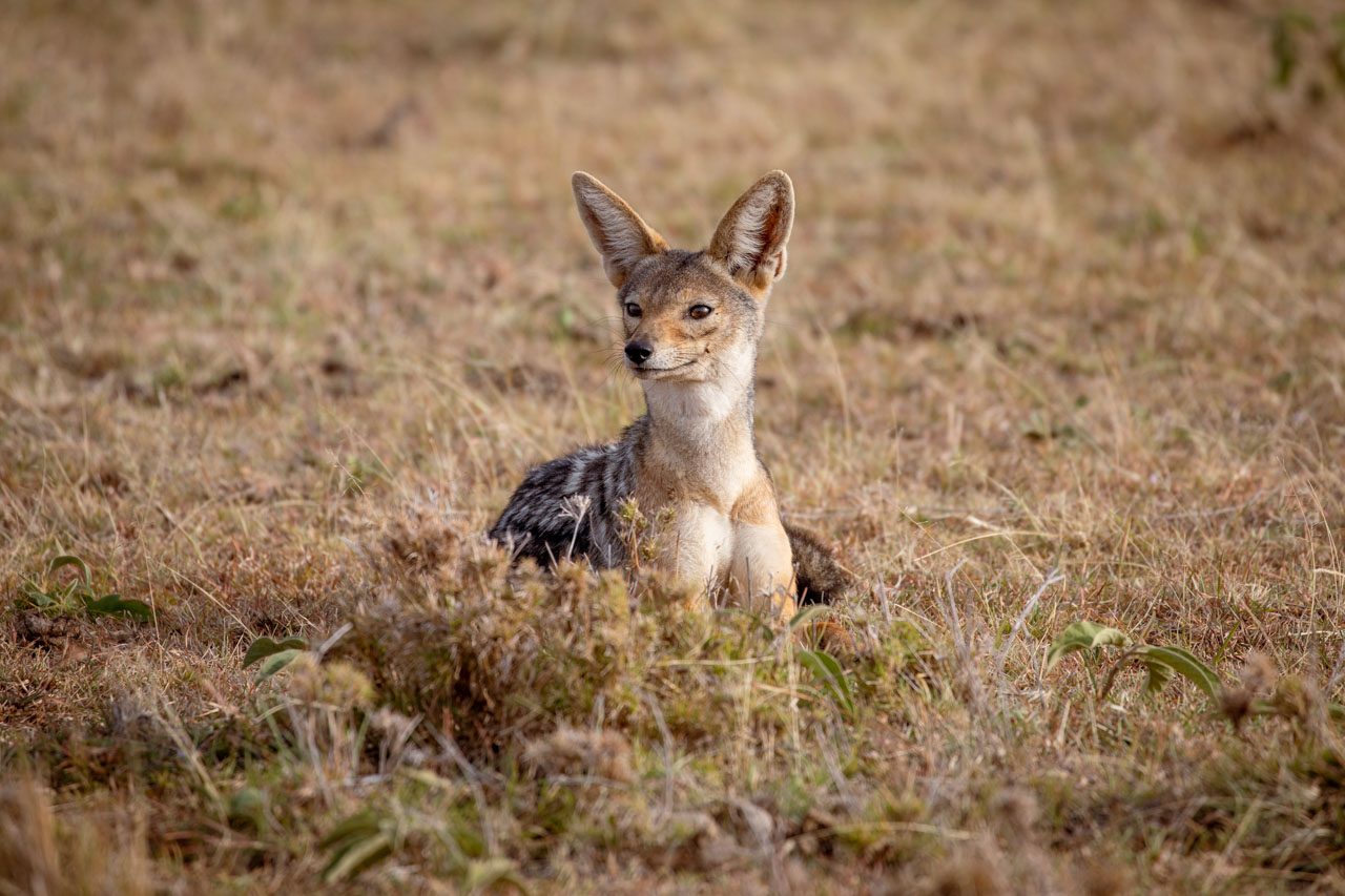 a portrait of a jackal sitting in the grassland. they are looking slightly off to the left, their enormous ears alert