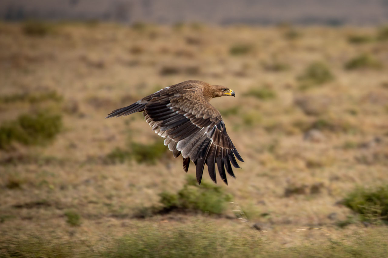 An eagle captured in motion as it soars down towards the ground, their wings stretched out and forward, the background blurred. The eagle has a yellow beak with a deep gray tip, and a reddish brown head fading into the back and tops of the wings; their wing feathers fade from light reddish brown to deep brown, edging on black, with white edges interspersed.