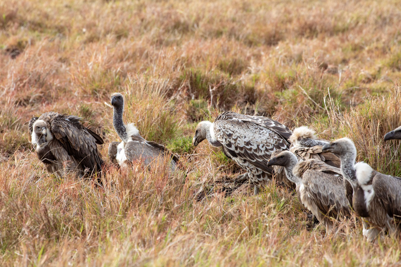 A Rüppel's Griffon vulture sits at the left of the image, leaning in towards the vultures arrayed to the right as if in conversation. 