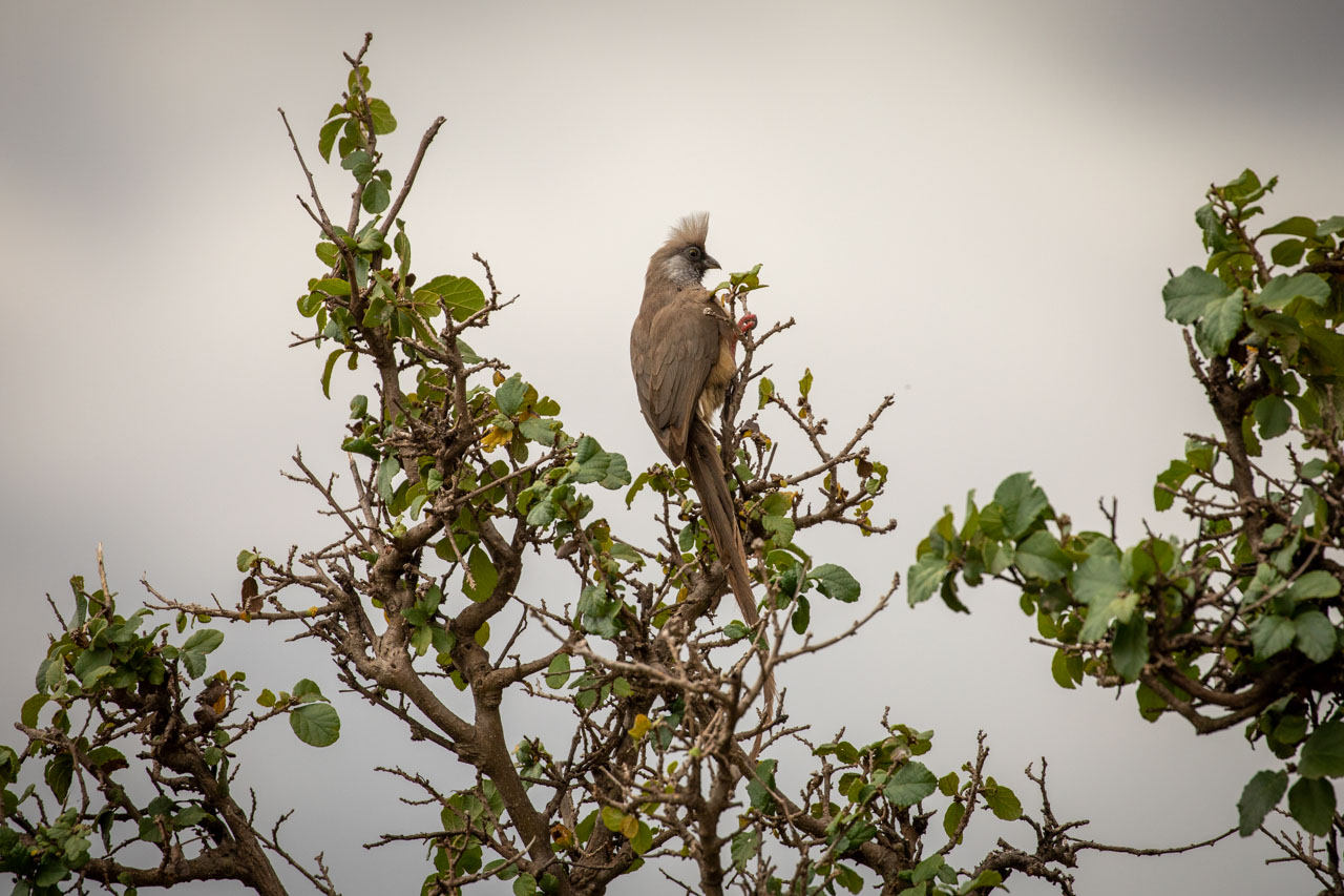 a speckled mousebird clings to a branch, their back to the camera and their head turned slightly over their shoulder to look at the viewer. the speckled mousebird is grayish-brown with a dramatic long tail and a lovely crest. their tummy is pale yellow-brown and their cheeks are gray, speckled with black. the sky is steely gray behind.