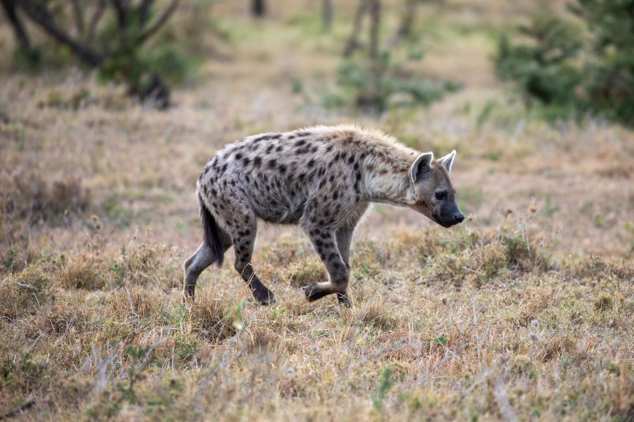 A spotted hyena in pale sunrise light. She is walking over short golden grass interspersed with short green plants. Her coat is short and shaggy, light yellow-gray at the top fading to darker brown at her feet and snout, large deep red-brown spots all over.