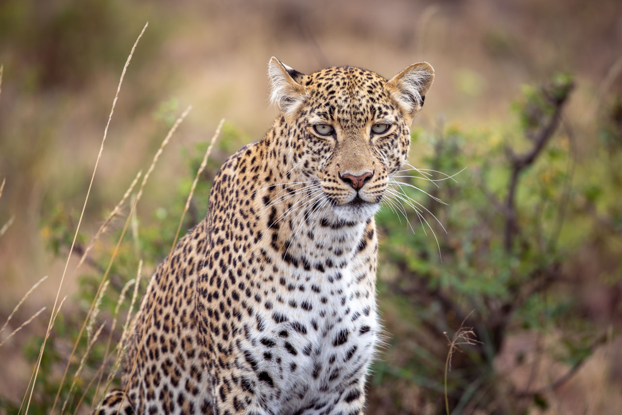 the same leopard looks straight at the camera, her right ear twitched backwards to listen to something behind her. her eyes are seaglass green.