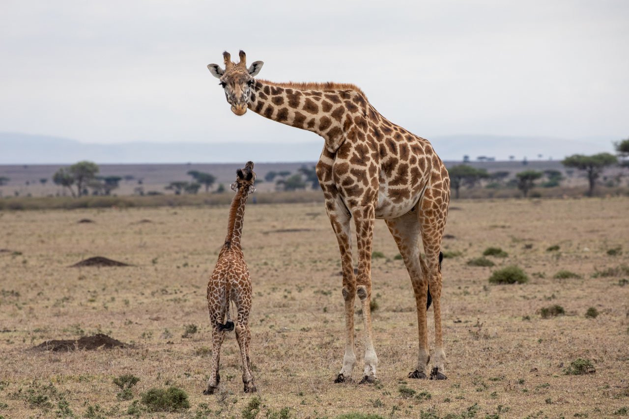 A baby giraffe stands under their mother, looking up at her face. She is staring at the camera.