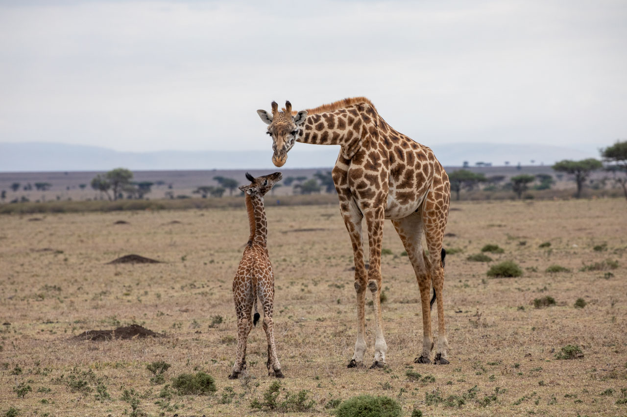 The mother giraffe leans down to look at her baby.