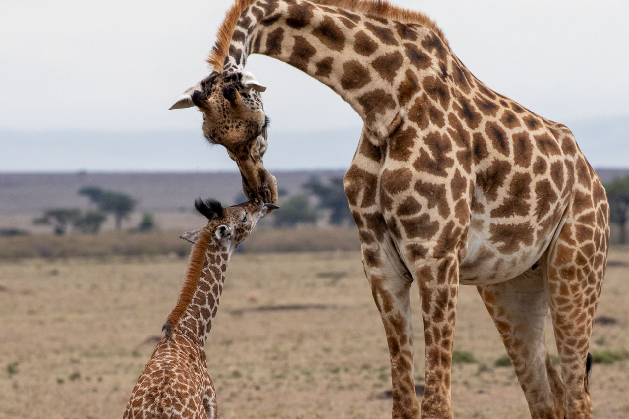 The baby giraffe licks their mother across the nose with their huge tongue.