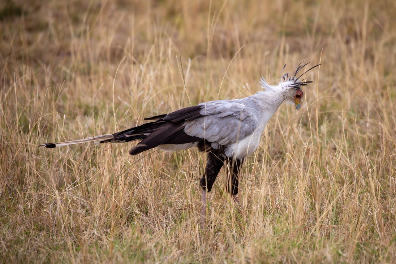 The Secretarybird turns and walks off into the grass to forage, showcasing their enormous profile to the camera as they stare intently at the ground.