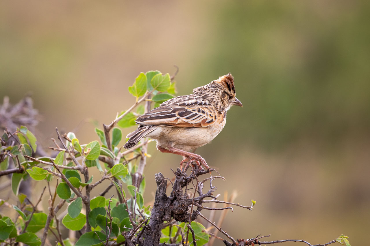 The same lark, cropped more closely. They are looking down and to the right, the wind ruffling their raised crest.