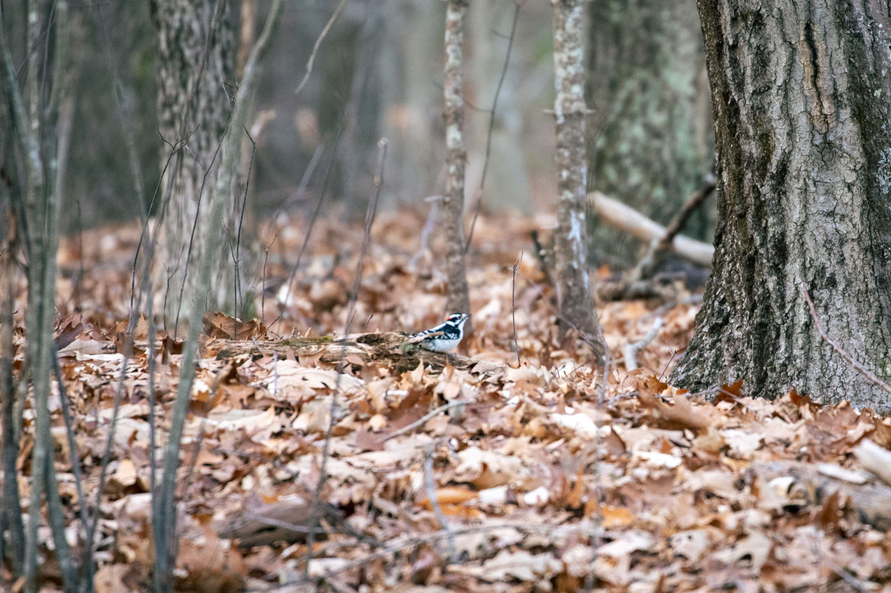 Popping out of dead leaves at the base of several moss-covered trees, a tiny, out-of-focus, black-and-white Woodpecker asseses his surroundings after jumping down from a stump to chase a bug.