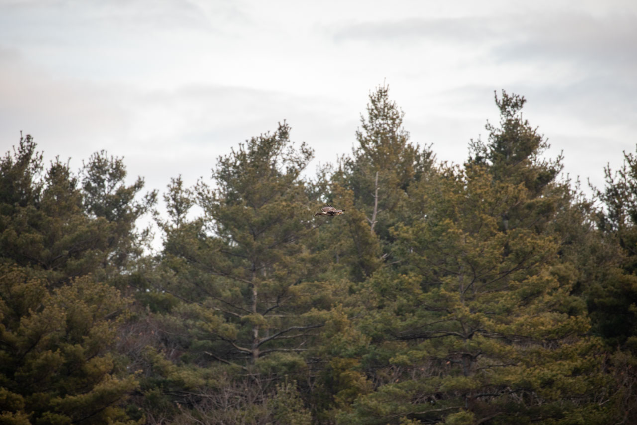 A brown Northern Harrier — a slim hawk with a pale belly — is just visible against deep brown-green pine trees under a steel-colored sky.