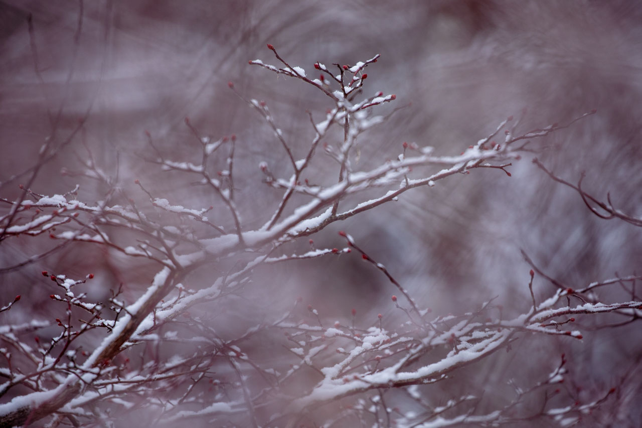 more thin snow-covered branches in fogged light, many more red buds, a pale pinkish cast over the image