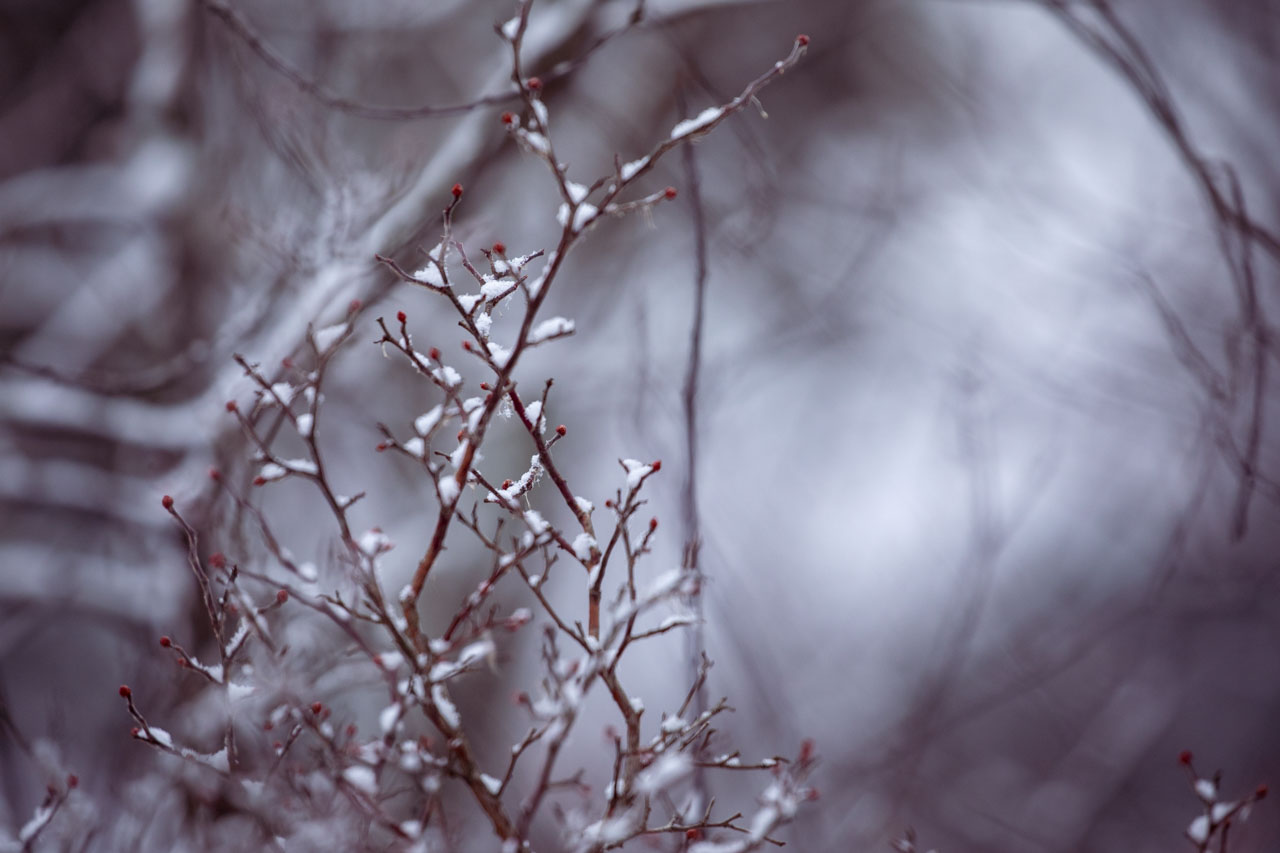 thin snow-covered branches in fogged light, tightly wound red buds at the tips of all the twigs. the thin branches reach up and out in a triangular shape, growing and stretching for the top-right. out-of-focus twigs and snow warp in the background.