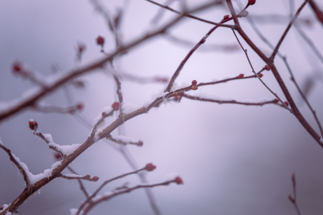 Out-of-focus twigs in bluish-pink light. Snow runs along the tops of the twigs. A tiny piece of fluffy seed or pollen is in focus, tucked in the bend of one of the twigs.