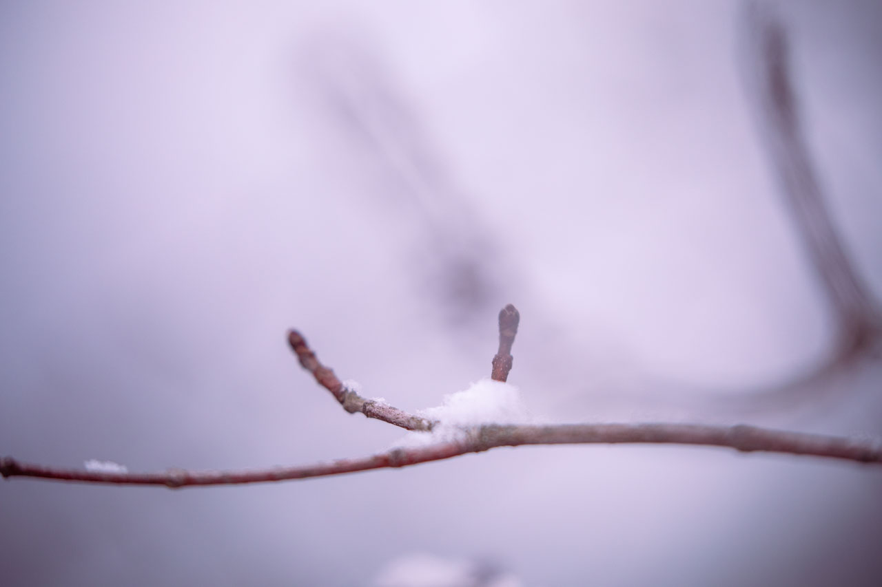 A single twig in pinkish-purple light, holding a tiny pile of snow in its fork.