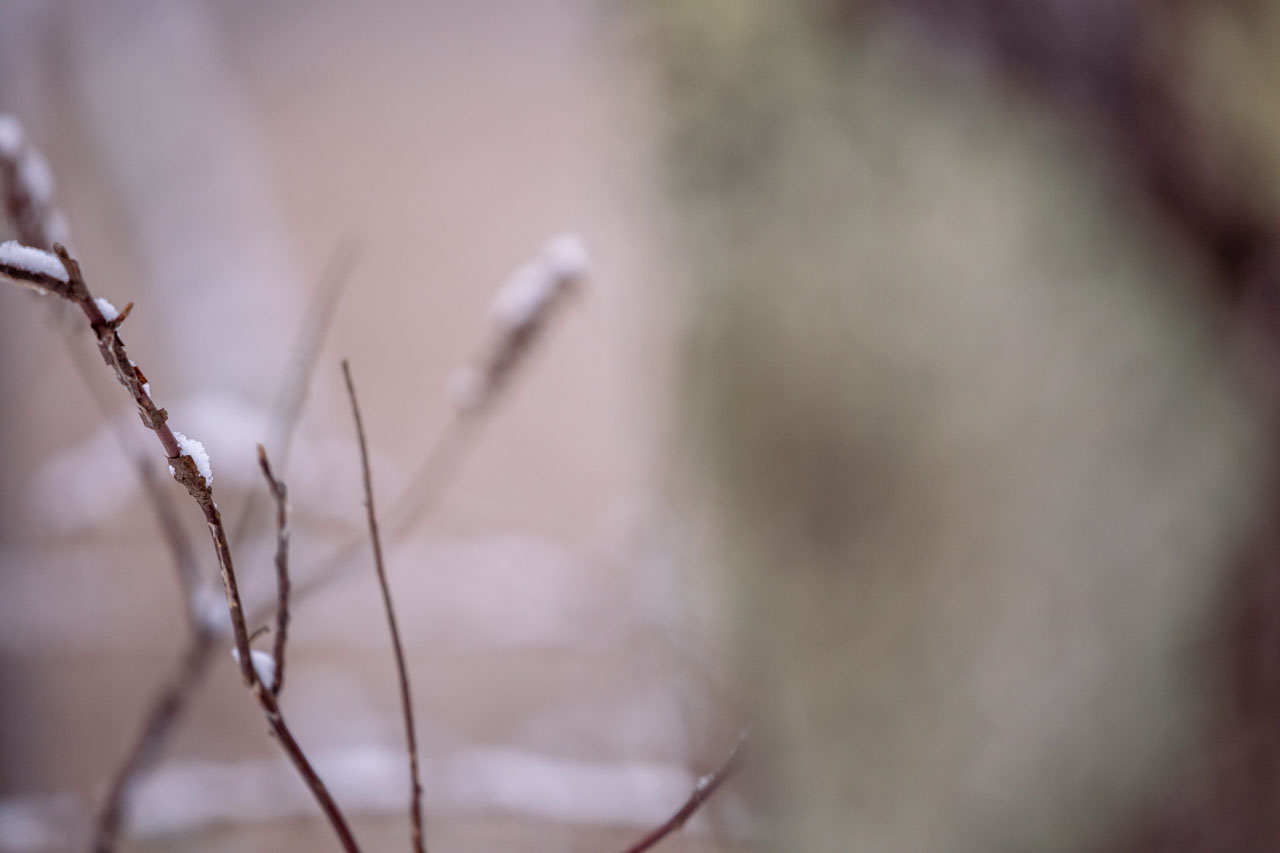 A lichen-covered tree is out of focus in the background, suffused in dark peach light. Twigs to the left carry bits of snow.