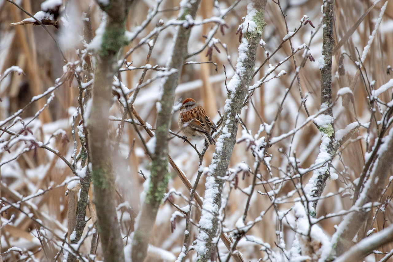 A Tree Sparrow looks back over their shoulder at the camera, sitting in a fork of twigs in a snow-covered, leafless bush. The Sparrow has a gray head with a red-brown cap and red-brown eye stripe, their back and wings a bright combination of warm shades of brown edged in dark brown and cream.