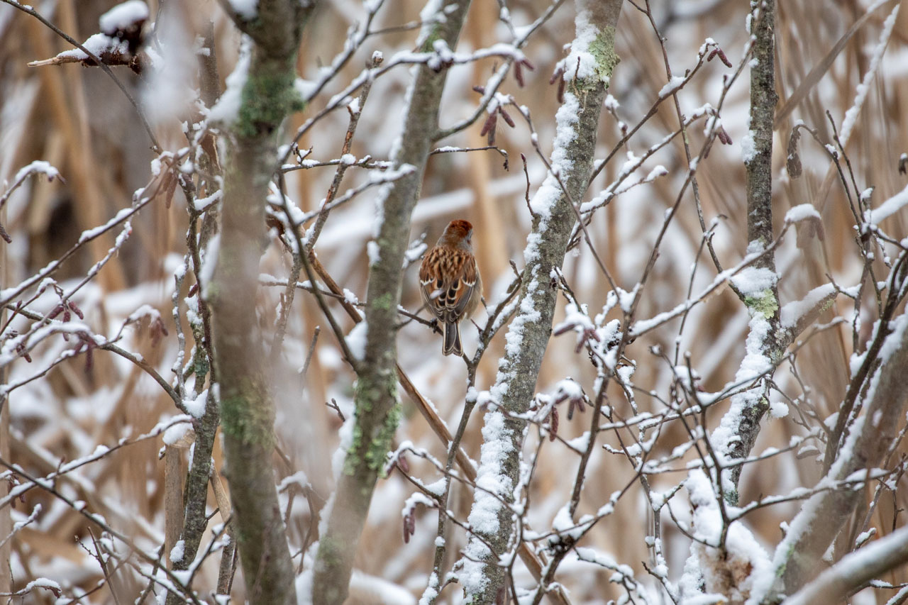 The same Sparrow stands up and turns their back completely to the camera, looking at something in front of them. One foot grasps one side of the branch fork; the other reaches across to grab another.