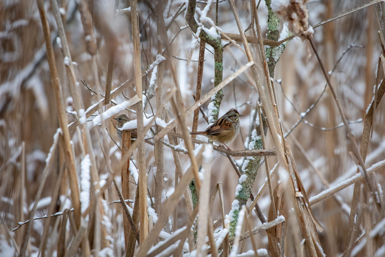 another song sparrow across the way from the first, this one in lichen-covered branches amongst dry winter marsh grass