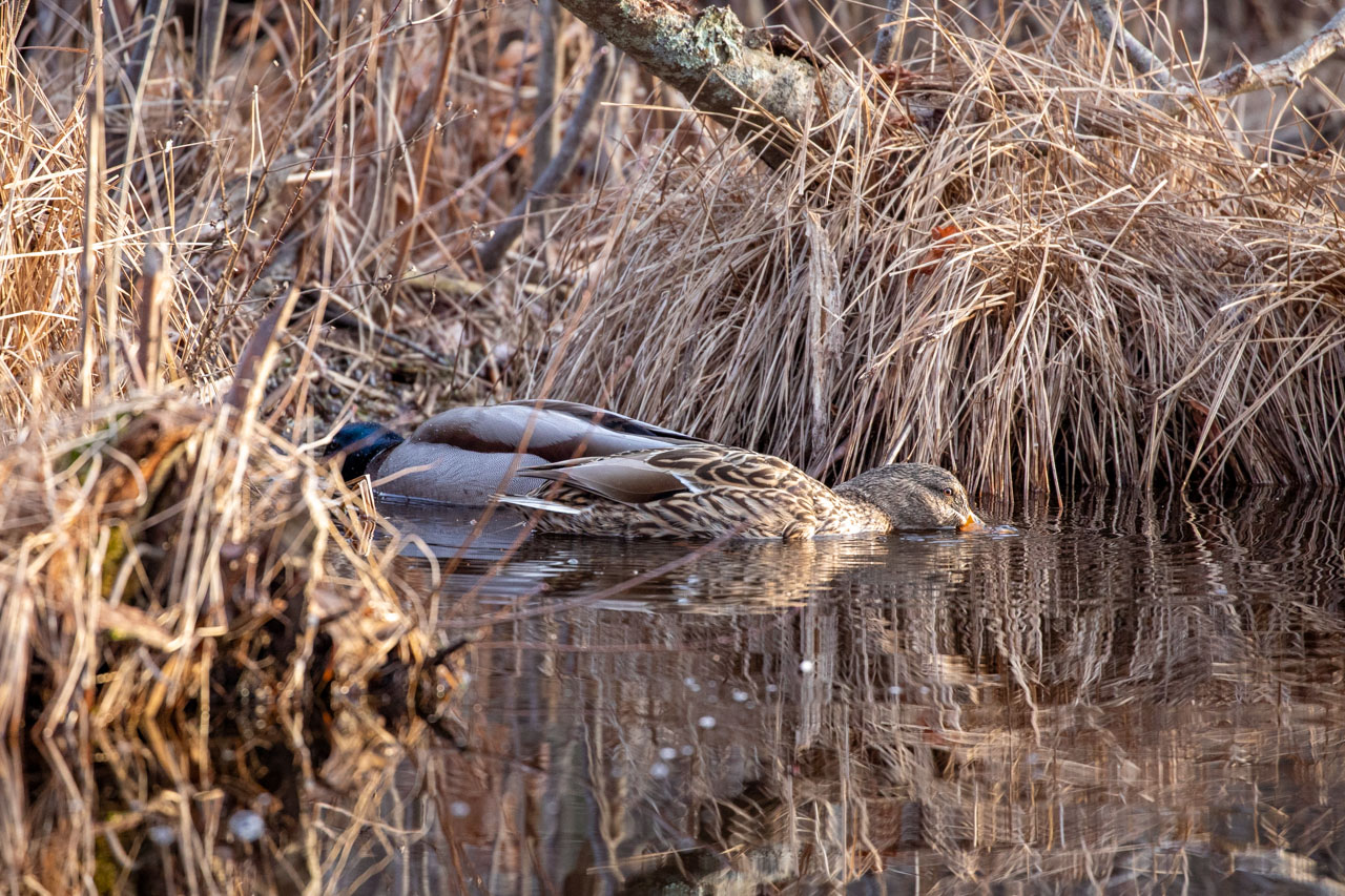 a lovely brown mallard hen sticks her orange beak into the water, lightly blowing bubbles as she dabbles for things to eat