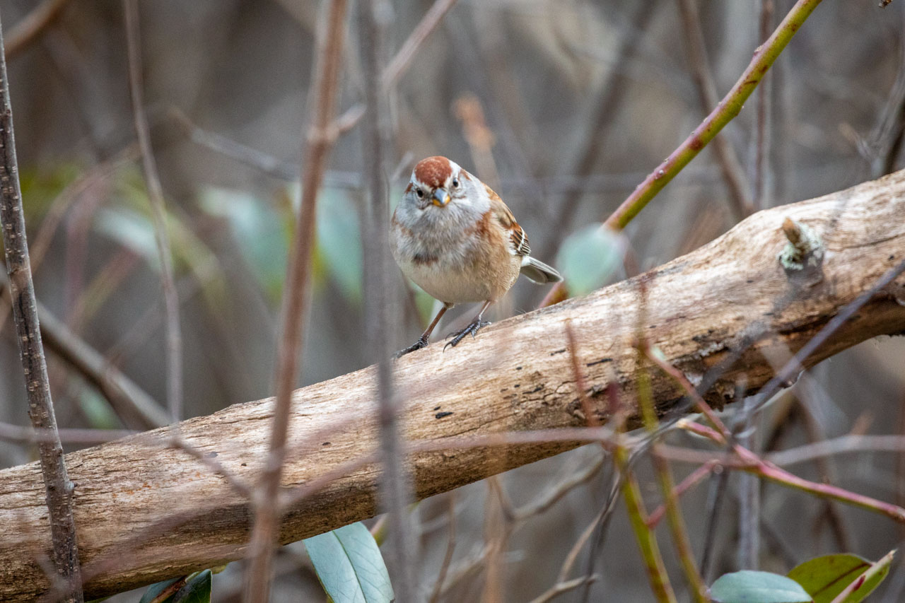 the tree sparrow is on a thick fallen branch that angles up from the ground, worn smooth with time. the sparrow looks straight ahead at the camera, giving them an orb-like appearance.