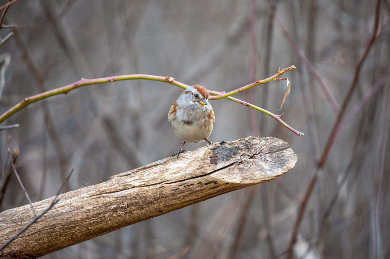 the tree sparrow has hopped to the very end of the branch, tilting their head curiously to examine the seeds on offer.