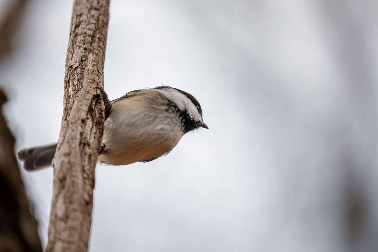 the Chickadee turns fully to the right of the image, looking at something that has just happened