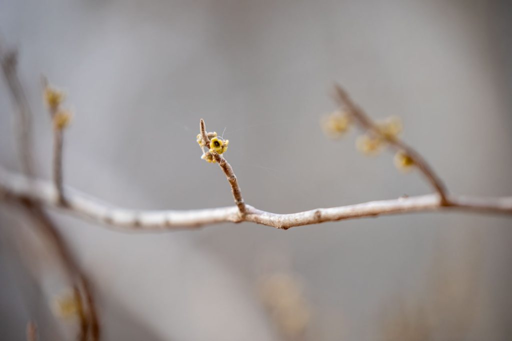 A closeup on tiny yellow buds that have begun to grow on an otherwise dead-appearing branch. Thin wisps of spiderweb encompass the buds.