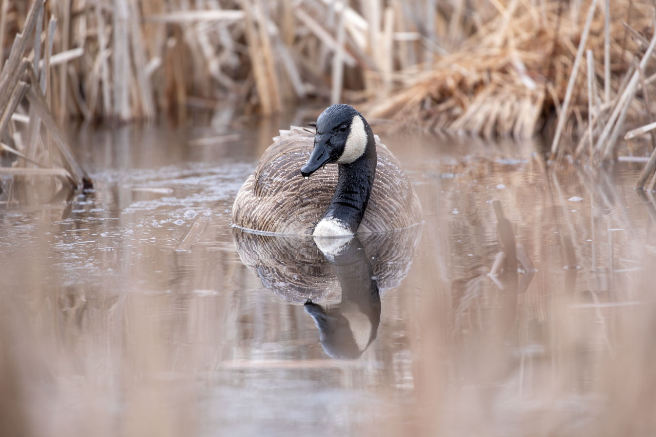 the goose looks up to consider the camera, somewhat grumpily