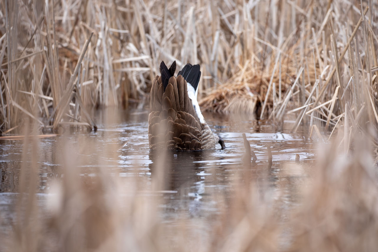 the goose dives, their tail floating in the air, their feet paddling as they pick at grass below the water