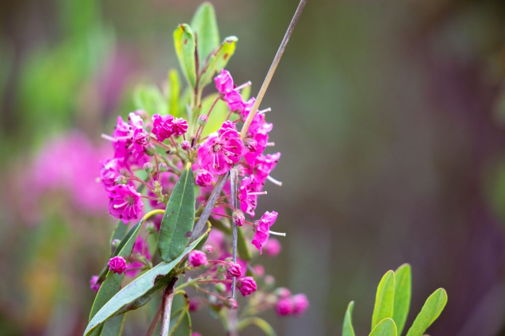 A view farther up the stem of one of the mature bunches. A central white stamen projects dramatically from each of the open flowers.