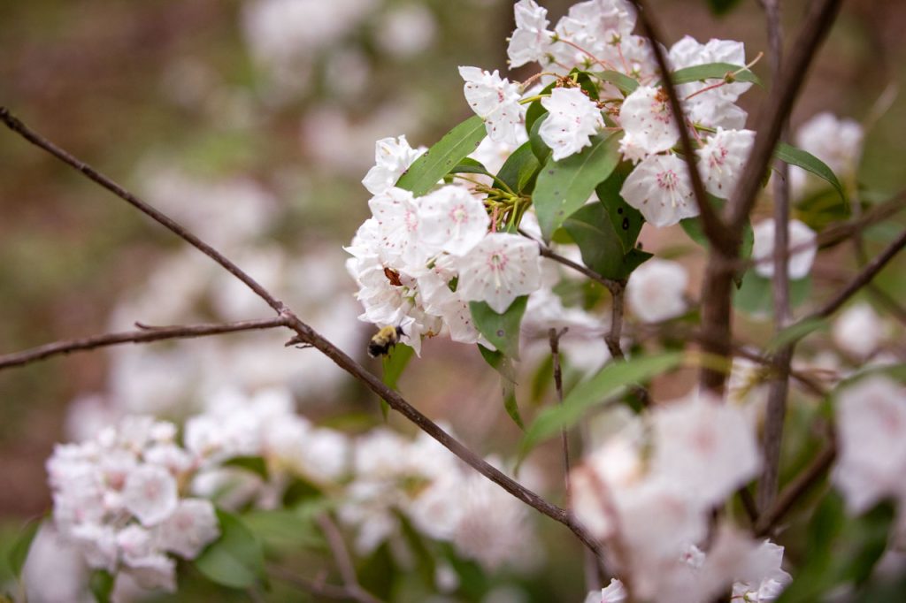 A small, blurred bee, with their proboscis visible and ready to drink from the blooms, heads towards a tuft of white flowers.