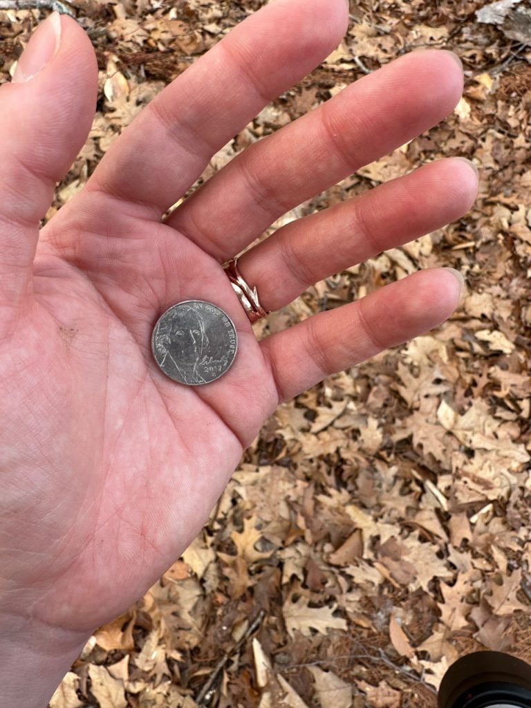 My hand holds a nickel over a backdrop of dead leaves.