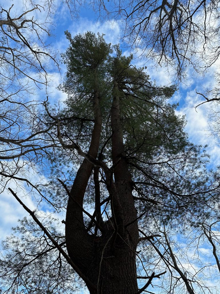 A strange tree with a second trunk emerging partway up their height angles towards a bright blue sky