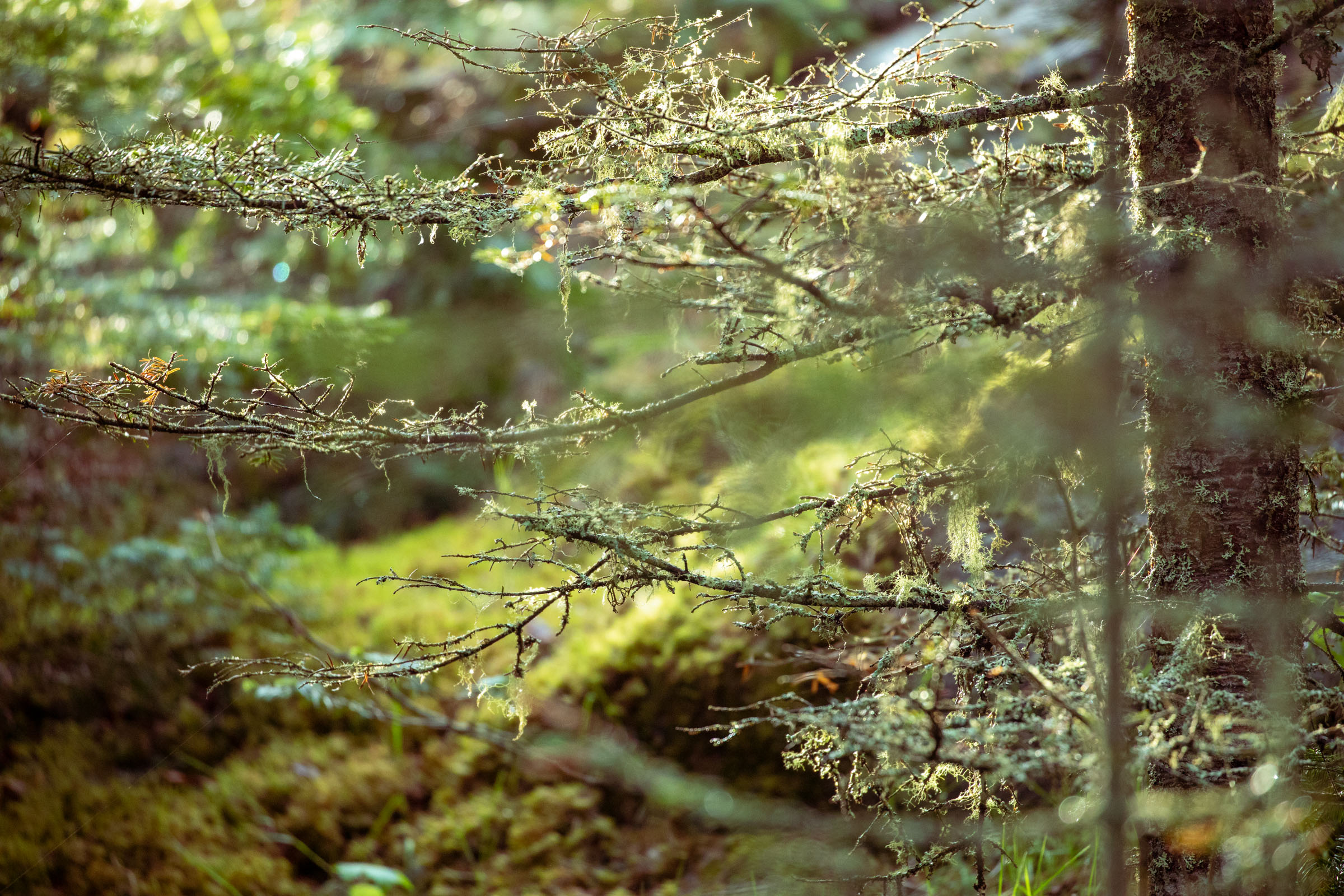 Bright green moss and lichens ensconce a slim tree. Dappled light shimmers on out-of-focus pine trees and mossy rocks in the backdrop.
