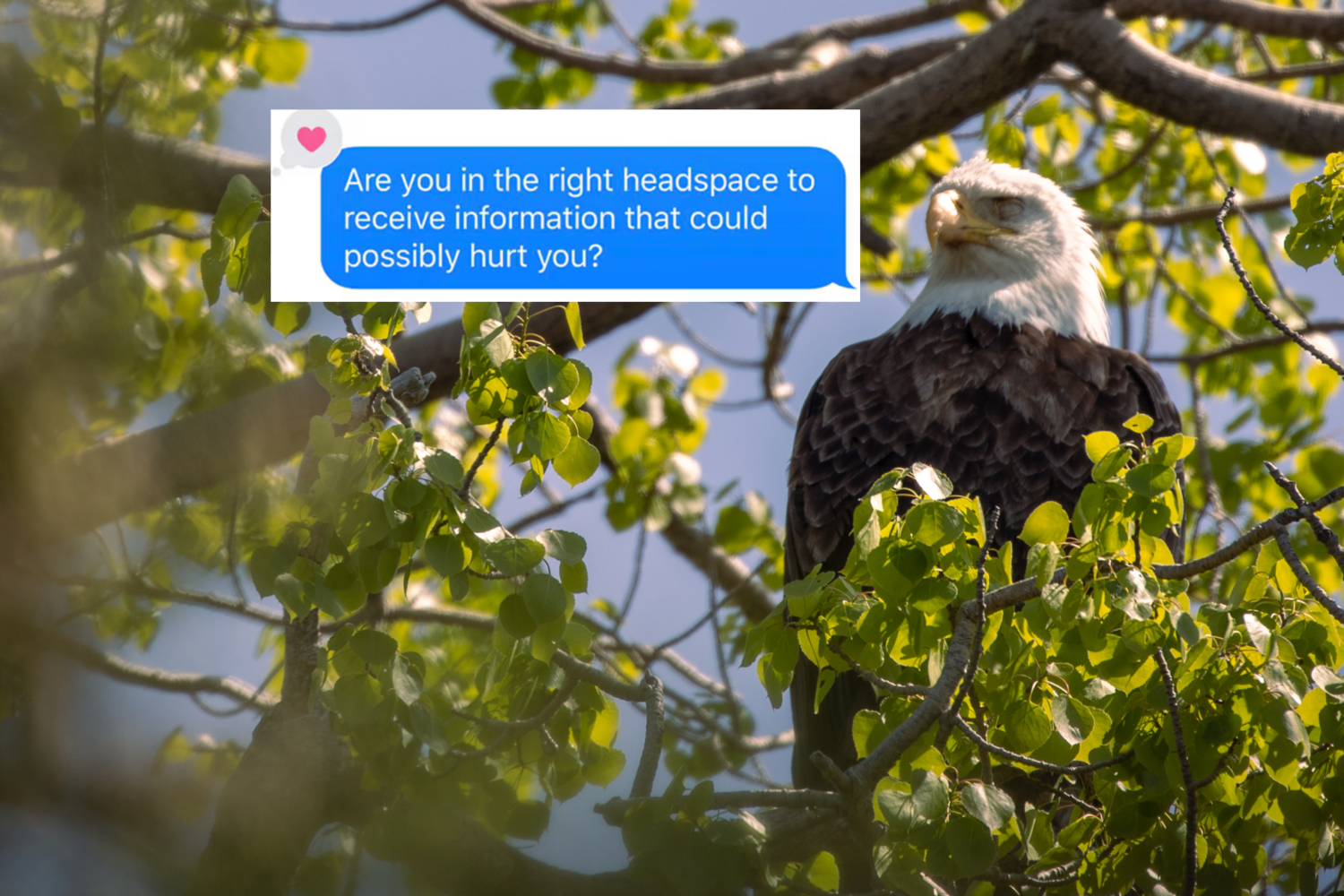 An eerie Bald Eagle sits among leaves in the middle of a tree, the photograph caught mid-blink so her eyes appear pure white. Pasted next to the Eagle's face is a text message screenshot reading "Are you in the right headspace to receive information that could possibly hurt you?"