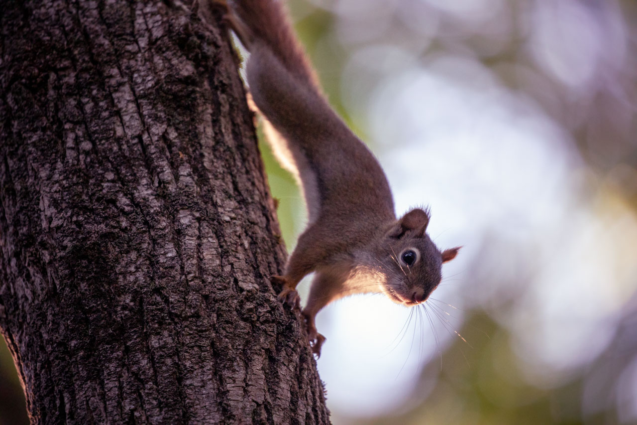 A cheeky red squirrel climbs headfirst down a tree trunk, the evening light highlighting their whiskers and tummy from behind.