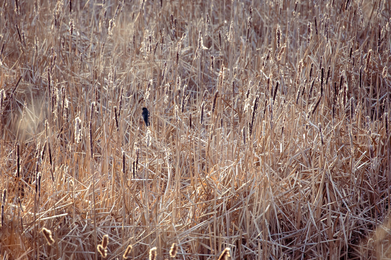 A male Red-Winged Blackbird clings to a single stem amidst a field of dry cattails in bright winter light.